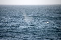 08B The Spray From A Whale In The Drake Passage From Quark Expeditions Cruise Ship Sailing To Antarctica.jpg